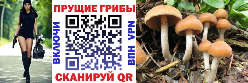 Галлюциногенные грибы прущие грибы Полысаево